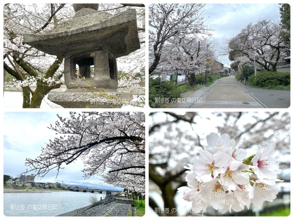(日本-宇治)京都必遊散策『宇治一日遊』聞茶香賞白櫻吃美食。