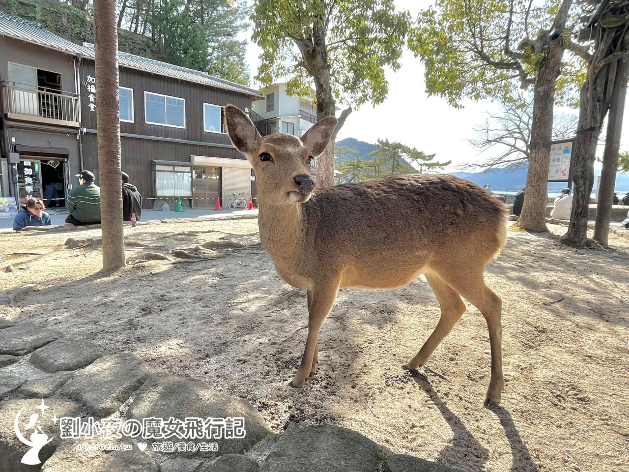 (日本-廣島)日本三景:宮島嚴島神社。走進千年海上鳥居的絕美時光,還有超萌小鹿陪你逛!日本必遊景點推薦/廣島觀光旅遊/日本旅遊 - 第7張圖 (日本-廣島)日本三景:宮島嚴島神社。走進千年海上鳥居的絕美時光,還有超萌小鹿陪你逛!日本必遊景點推薦/廣島觀光旅遊/日本旅遊