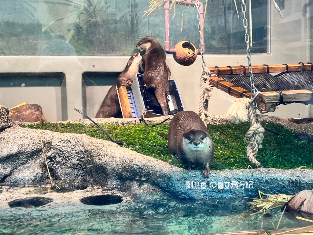 (日本-東京)親子必遊東京景點『池袋陽光水族館(Sunshi (日本-東京)親子必遊東京景點『池袋陽光水族館(Sunshi