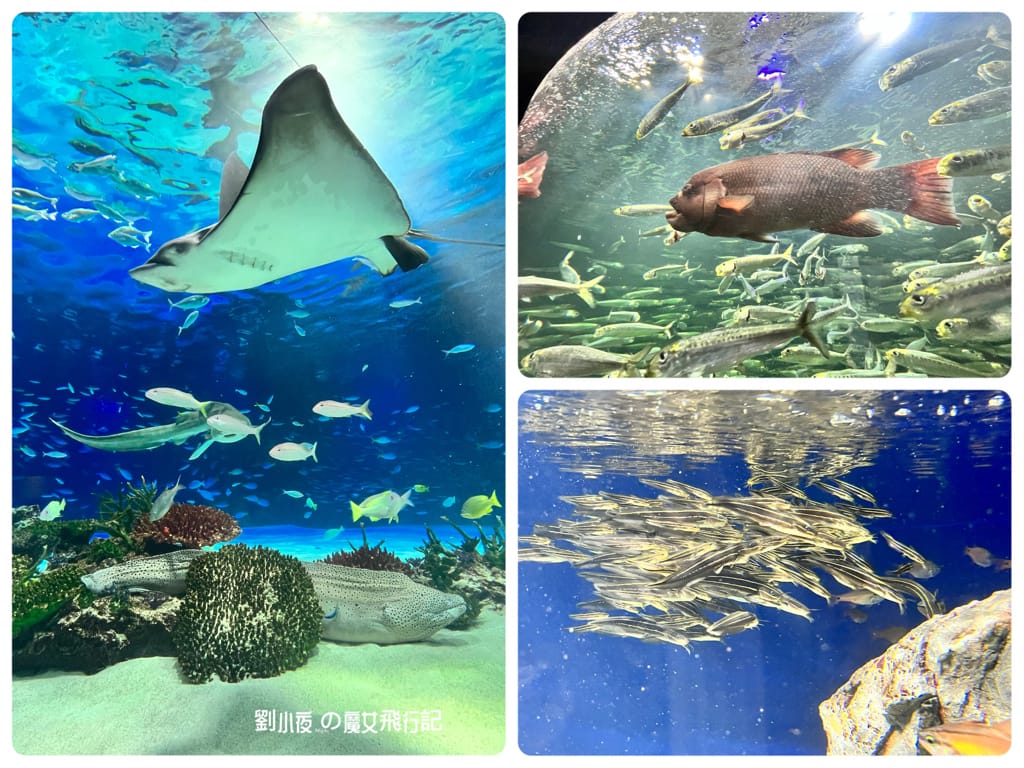 (日本-東京)親子必遊東京景點『池袋陽光水族館(Sunshi (日本-東京)親子必遊東京景點『池袋陽光水族館(Sunshi