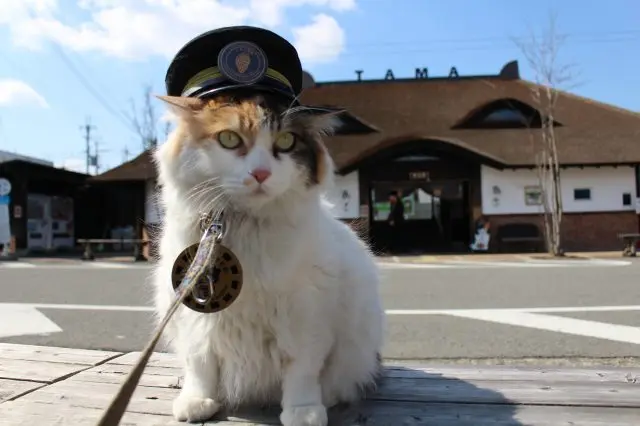 (日本-和歌山)🐾再見了,我們的貴志貓站長「二代玉」|和歌山貴志車站的溫柔守護者 - 第3張圖 (日本-和歌山)🐾再見了,我們的貴志貓站長「二代玉」|和歌山貴志車站的溫柔守護者