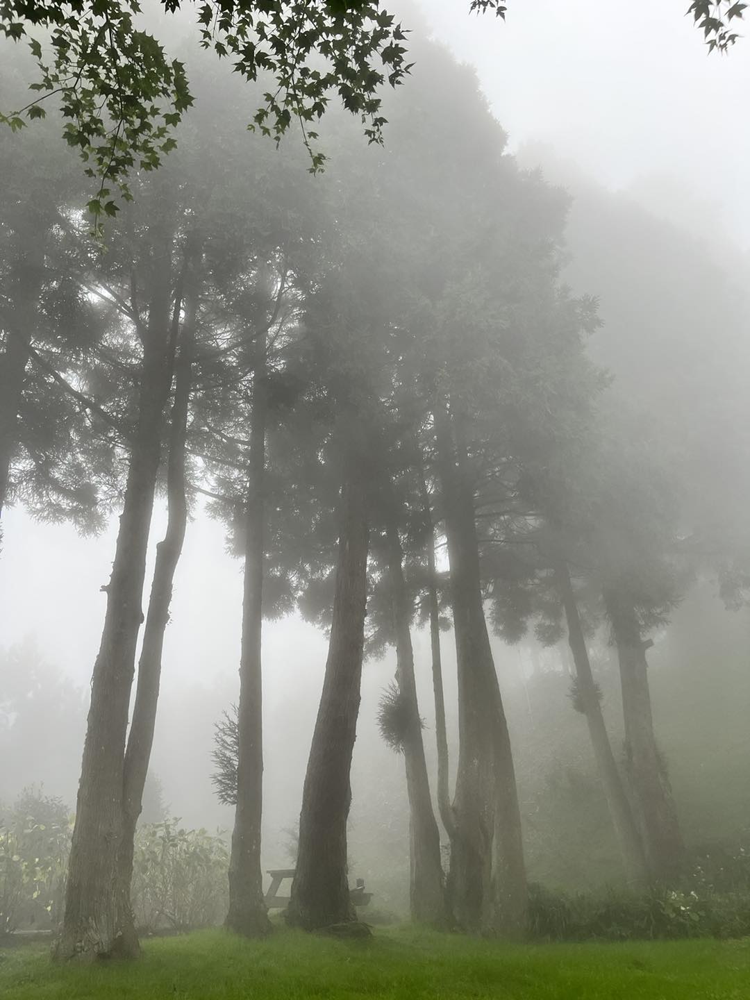 (台灣-新竹)坐擁台灣最美雲海!【雪霸休閒農場】雲端咖啡廳秘境 x 慢活森呼吸 - 第3張圖 (台灣-新竹)坐擁台灣最美雲海!【雪霸休閒農場】雲端咖啡廳秘境 x 慢活森呼吸