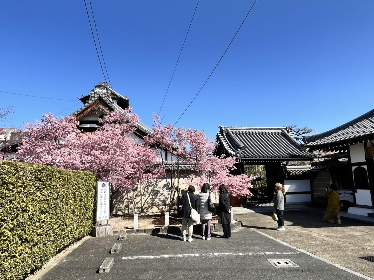 （日本-京都）2026京都賞櫻秘境景點｜一次收入三個櫻花景點，長德寺、京都御苑、天下第一靈光殿天滿宮，隱藏版祇園白川京都下午茶