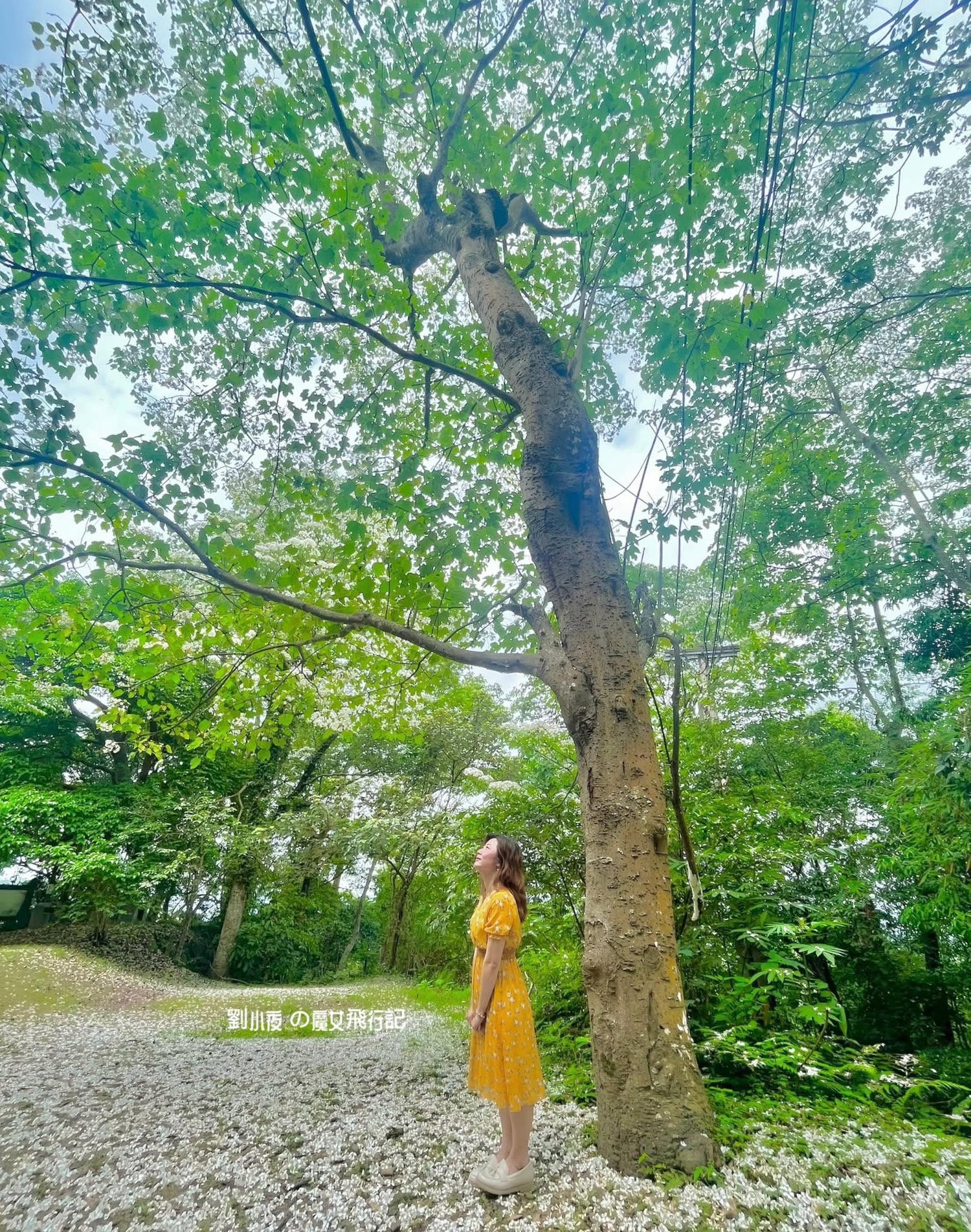 （台灣-苗栗）碧絡角 Biluojiao｜苗栗秘境景點，藏在深山裡的粉紅瀑布，滿山櫻花綻放的療癒時光，四季賞花賞櫻不能錯過！