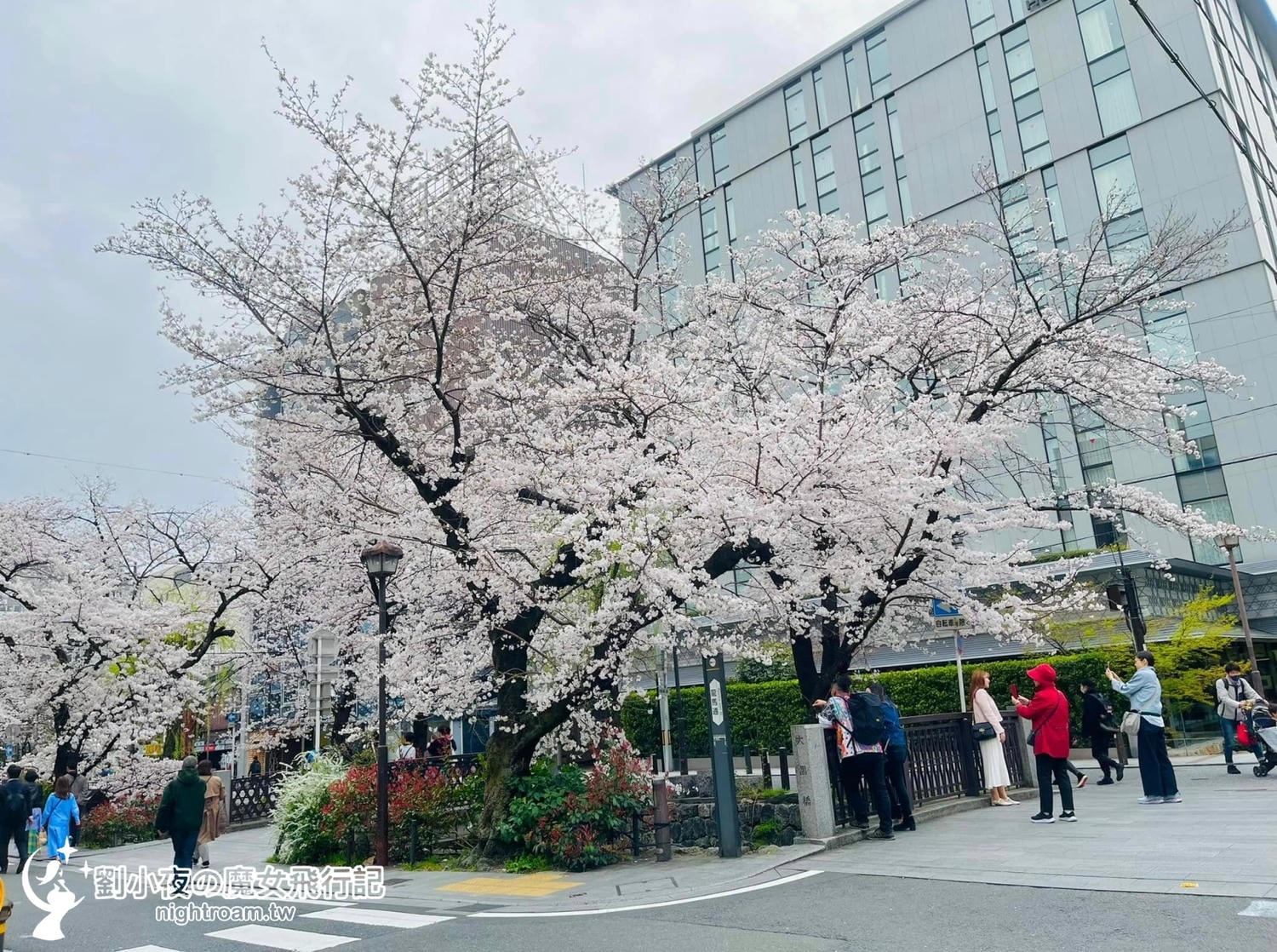 （日本-京都）2026京都賞櫻秘境景點｜一次收入三個櫻花景點，長德寺、京都御苑、天下第一靈光殿天滿宮，隱藏版祇園白川京都下午茶