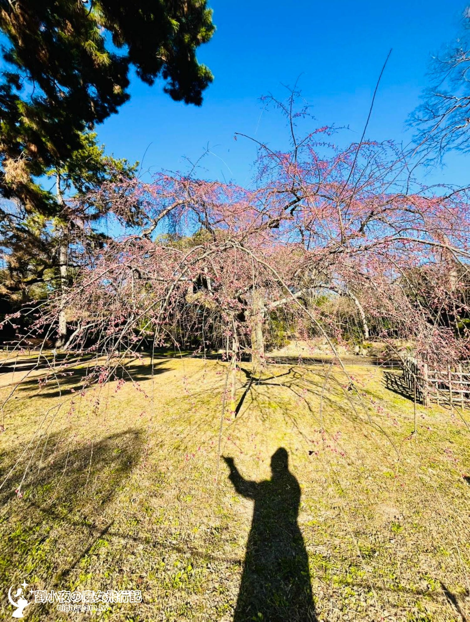 （日本-京都）2026京都賞櫻秘境景點｜一次收入三個櫻花景點，長德寺、京都御苑、天下第一靈光殿天滿宮，隱藏版祇園白川京都下午茶