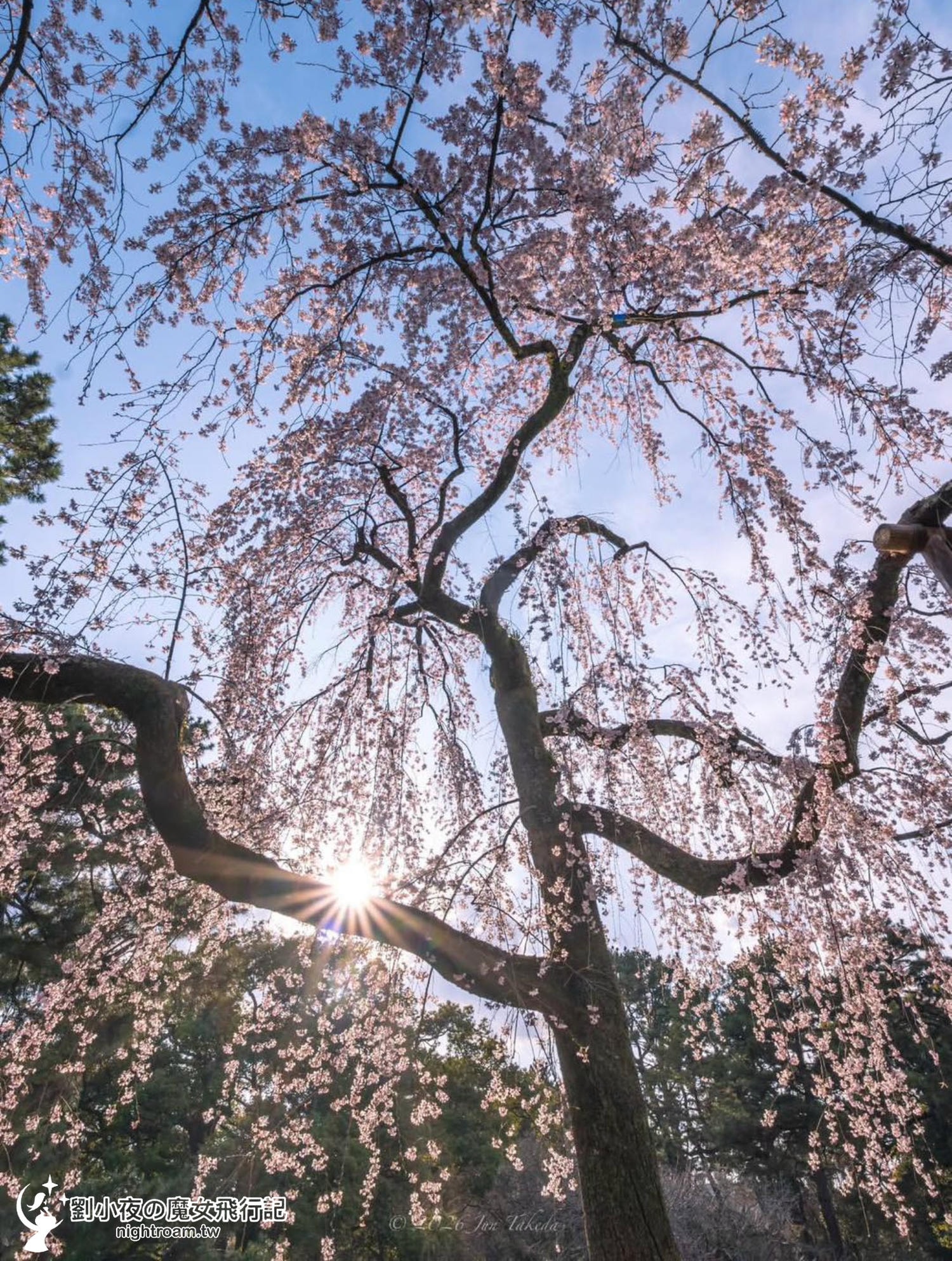 （日本-京都）2026京都賞櫻秘境景點｜一次收入三個櫻花景點，長德寺、京都御苑、天下第一靈光殿天滿宮，隱藏版祇園白川京都下午茶