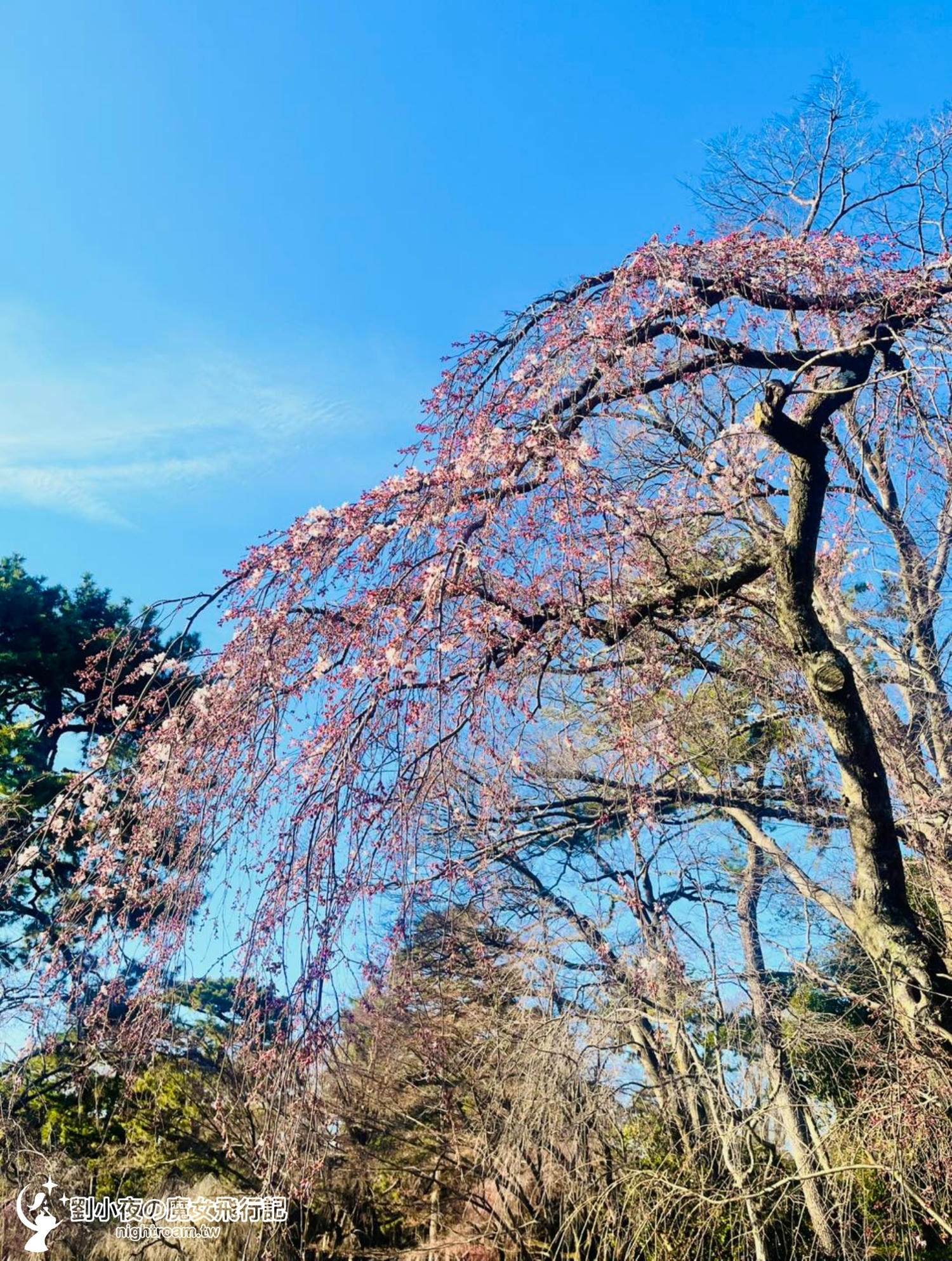 （日本-京都）2026京都賞櫻秘境景點｜一次收入三個櫻花景點，長德寺、京都御苑、天下第一靈光殿天滿宮，隱藏版祇園白川京都下午茶