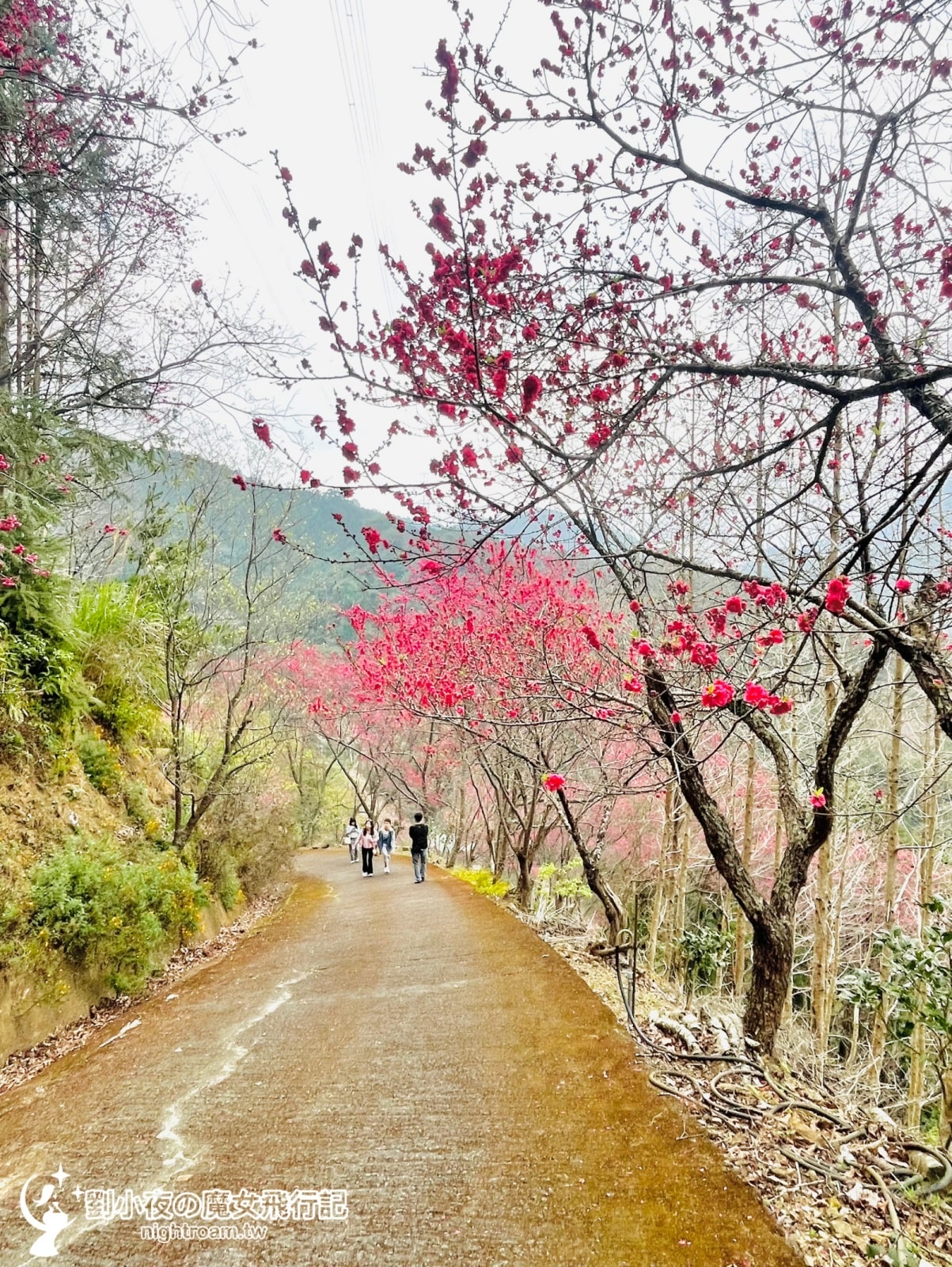 （台灣-苗栗）碧絡角 Biluojiao｜苗栗秘境景點，藏在深山裡的粉紅瀑布，滿山櫻花綻放的療癒時光，四季賞花賞櫻不能錯過！